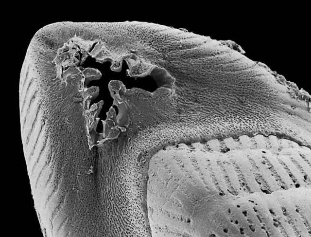 Figure 106_edited copy2