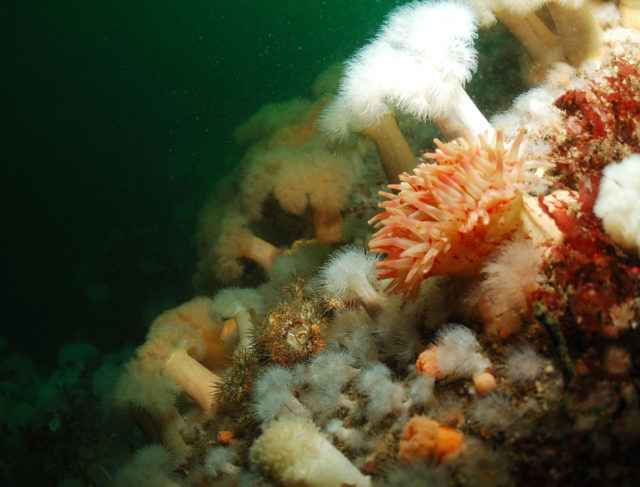 Reef_Life_Dahlia copy