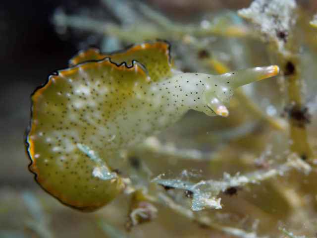 Sea-slug-picture-1